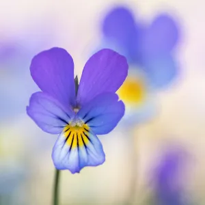 Macro Prints: Dune Pansy flower in close up