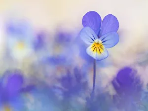 Macro Prints: Dune Pansy flowering in close up