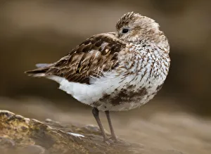 Dunlin (Calidris alpina), Asturias, Spain