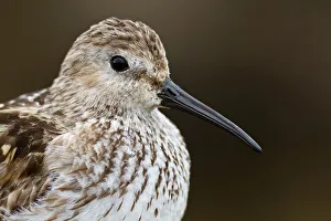 Dunlin (Calidris alpina), Asturias, Spain