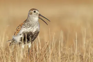 Wader Prints: Dunlin (Calidris alpina) calling, Alaska, USA