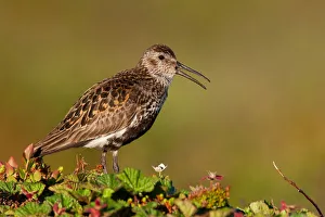 Wader Prints: Dunlin (Calidris alpina) calling, Finnmark, Norway