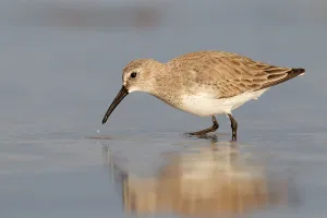 Dunlin (Calidris alpina), Florida, USA
