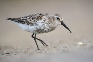 Dunlin (Calidris alpina) foraging, Mecklenburg-Western Pomerania, Germany