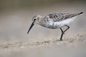 Dunlin (Calidris alpina) foraging, Mecklenburg-Western Pomerania, Germany