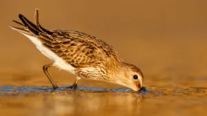 Wader Prints: Dunlin (Calidris alpina) foraging, Asturias, Spain