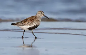 Dunlin (Calidris alpina) foraging along the schoreline, Texel, The Netherlands Dunlin (Calidris alpina) foraging along the schoreline, Texel, The Netherlands