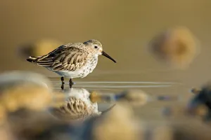Dunlin (Calidris alpina) foraging, St. Gallen, Switzerland
