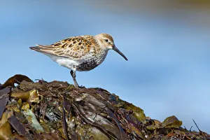Wader Prints: Dunlin (Calidris alpina), Myvatn, Iceland