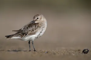 Wader Prints: Dunlin (Calidris alpina) preening, Mecklenburg-Western Pomerania, Germany