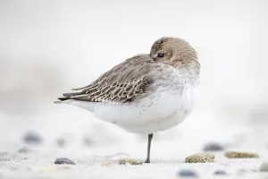 Wader Prints: Dunlin (Calidris alpina) resting, Schleswig-Holstein, Germany