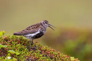 Dunlin (Calidris alpina), Varanger, Norway
