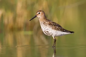 Wader Prints: Dunlin (Calidris alpina), Vorarlberg, Austria