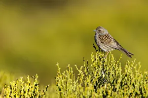 Dunnock (Prunella modularis), Madrid, Spain