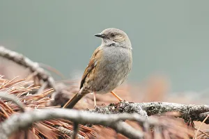 Prunellidae Prints: Dunnock (Prunella modularis) male, Switzerland