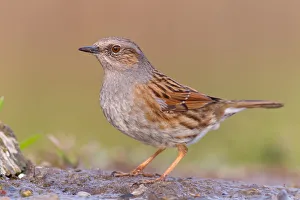 Prunellidae Prints: Dunnock (Prunella modularis), Rhineland-Palatinate, Germany