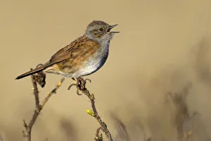 Dunnock (Prunella modularis) singing, Noord-Holland, The Netherlands Dunnock (Prunella modularis) singing, Noord-Holland, The Netherlands