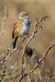 Dunnock (Prunella modularis) singing, Noord-Holland, The Netherlands