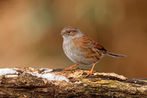 Dunnock (Prunella modularis), Utrecht, The Netherlands Dunnock (Prunella modularis), Utrecht, The Netherlands