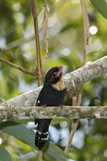 Dusky Broadbill (Corydon sumatranus), Frasers Hill, Malaysia Dusky Broadbill (Corydon sumatranus), Frasers Hill, Malaysia