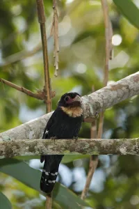 Dusky Broadbill (Corydon sumatranus), Frasers Hill, Malaysia
