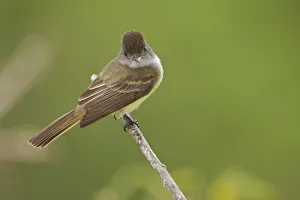 Dusky-capped Flycatcher (Myiarchus tuberculifer), Ecuador