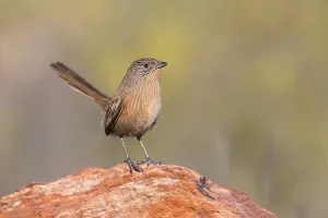 Dusky Grasswren (Amytornis purnelli) female, Northern Territory, Australia Dusky Grasswren (Amytornis purnelli) female, Northern Territory, Australia
