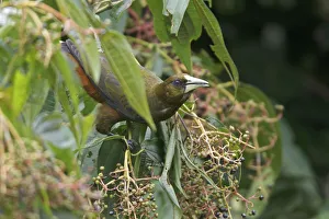 Dusky-green Oropendola (Psarocolius atrovirens), Manu National Park, Peru Dusky-green Oropendola (Psarocolius atrovirens), Manu National Park, Peru