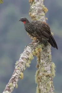 Dusky-legged Guan (Penelope obscura) perched on a branch, Atlantic rainforest, Brazil