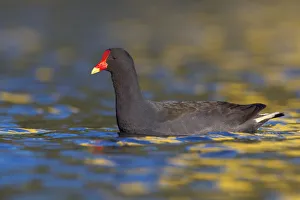 Waterfowl Prints: Dusky Moorhen (Gallinula tenebrosa), Victoria, Australia