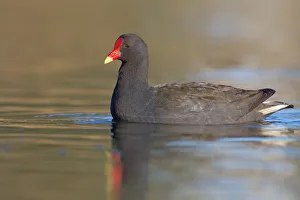 Dusky Moorhen (Gallinula tenebrosa), Australia