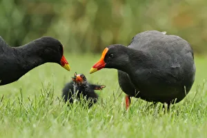 Dusky Moorhen (Gallinula tenebrosa) juvenile, Queensland, Australia Dusky Moorhen (Gallinula tenebrosa) juvenile, Queensland, Australia