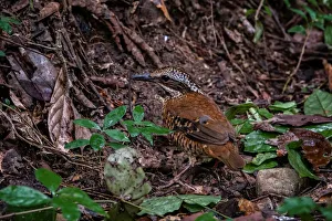 Thailand Prints: Eared Pitta (Hydrornis phayrei) female, Kaeng Krachan, Thailand