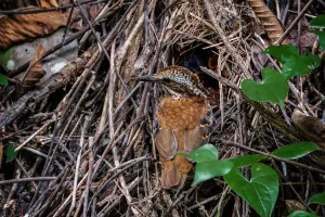 Eared Pitta (Hydrornis phayrei) female feeding chicks in nest, Kaeng Krachan, Thailand