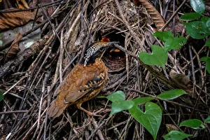 Eared Pitta (Hydrornis phayrei) male feeding chicks in nest, Kaeng Krachan, Thailand