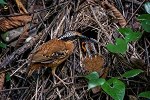 Thailand Prints: Eared Pitta (Hydrornis phayrei) pair feeding chicks in nest, Kaeng Krachan, Thailand