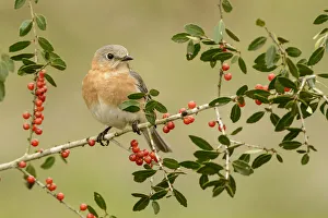 Eastern Bluebird (Sialia sialis) female, Texas, USA
