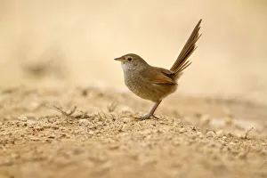 Eastern Bristlebird (Dasyornis brachypterus), New South Wales, Australia Eastern Bristlebird (Dasyornis brachypterus), New South Wales, Australia