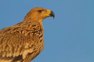 Arabian Peninsula Prints: Eastern Imperial Eagle (Aquila heliaca), Oman