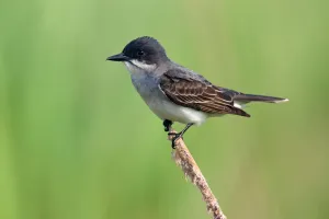 Eastern Kingbird (Tyrannus tyrannus), Texas, USA
