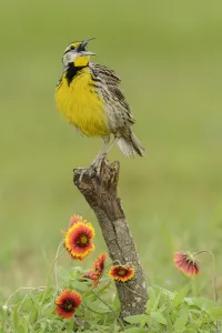Eastern Meadowlark (Sturnella magna) male singing, Texas, USA Eastern Meadowlark (Sturnella magna) male singing, Texas, USA