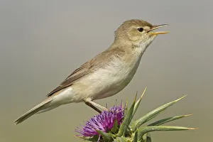 Greece Prints: Eastern Olivaceous Warbler (Iduna pallida) singing, Lesvos, Greece