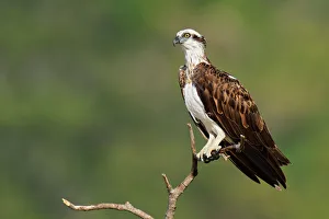 Eastern Osprey (Pandion cristatus), Queensland, Australia