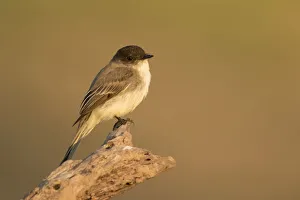February Prints: Eastern Phoebe (Sayornis phoebe), Texas, USA