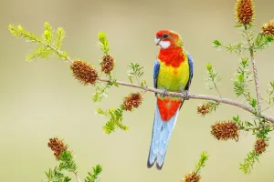 Eastern Rosella (Platycercus eximius) female, Victoria, Australia