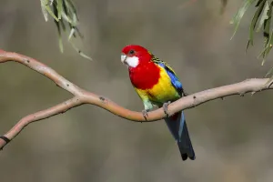 Eastern Rosella (Platycercus eximius) male, Victoria, Australia Eastern Rosella (Platycercus eximius) male, Victoria, Australia