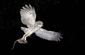 Eastern Screech Owl (Megascops asio) flying with prey, Texas, USA Eastern Screech Owl (Megascops asio) flying with prey, Texas, USA