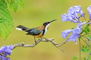Eastern Spinebill (Acanthorhynchus tenuirostris), Victoria, Australia
