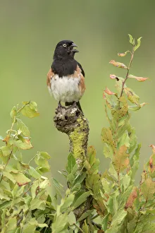 North America Prints: Eastern Towhee (Pipilo erythrophthalmus) male singing, Florida, USA