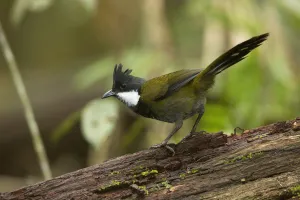 October Prints: Eastern Whipbird (Psophodes olivaceus) perched on a trunk, Queensland, Australia